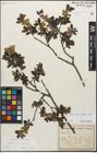 Foto von Salix myrsinifolia Salisb.